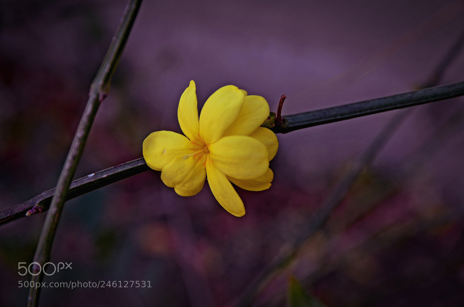 Nikon D5100 sample photo. Untitled photography