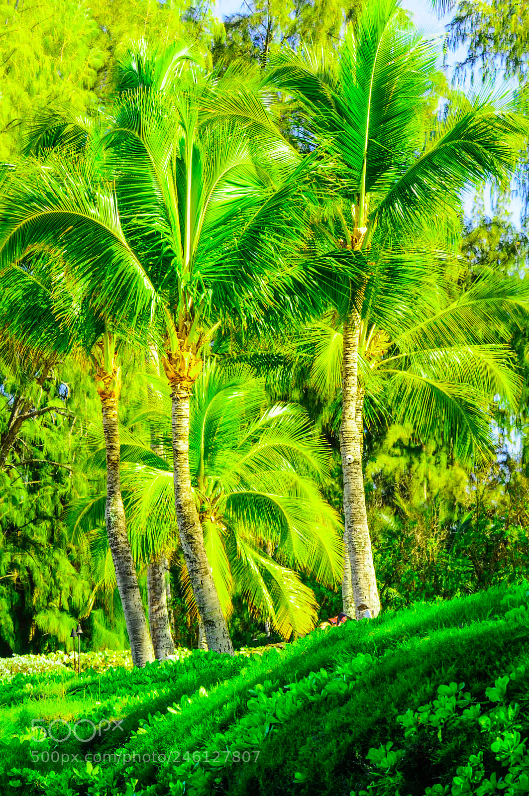 Nikon D300 sample photo. Tree scene in maui photography