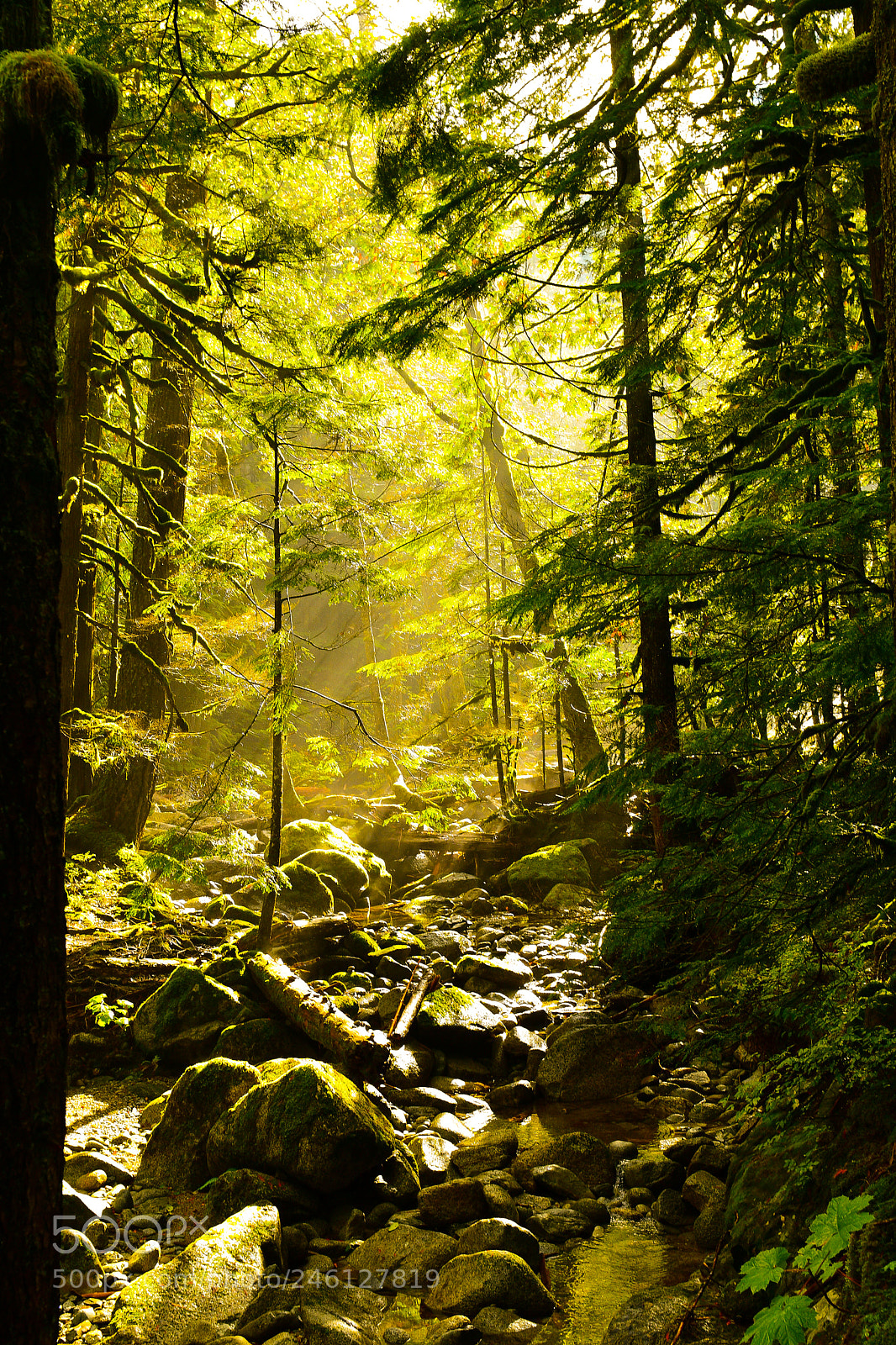 Nikon D500 sample photo. Moss on trees photography