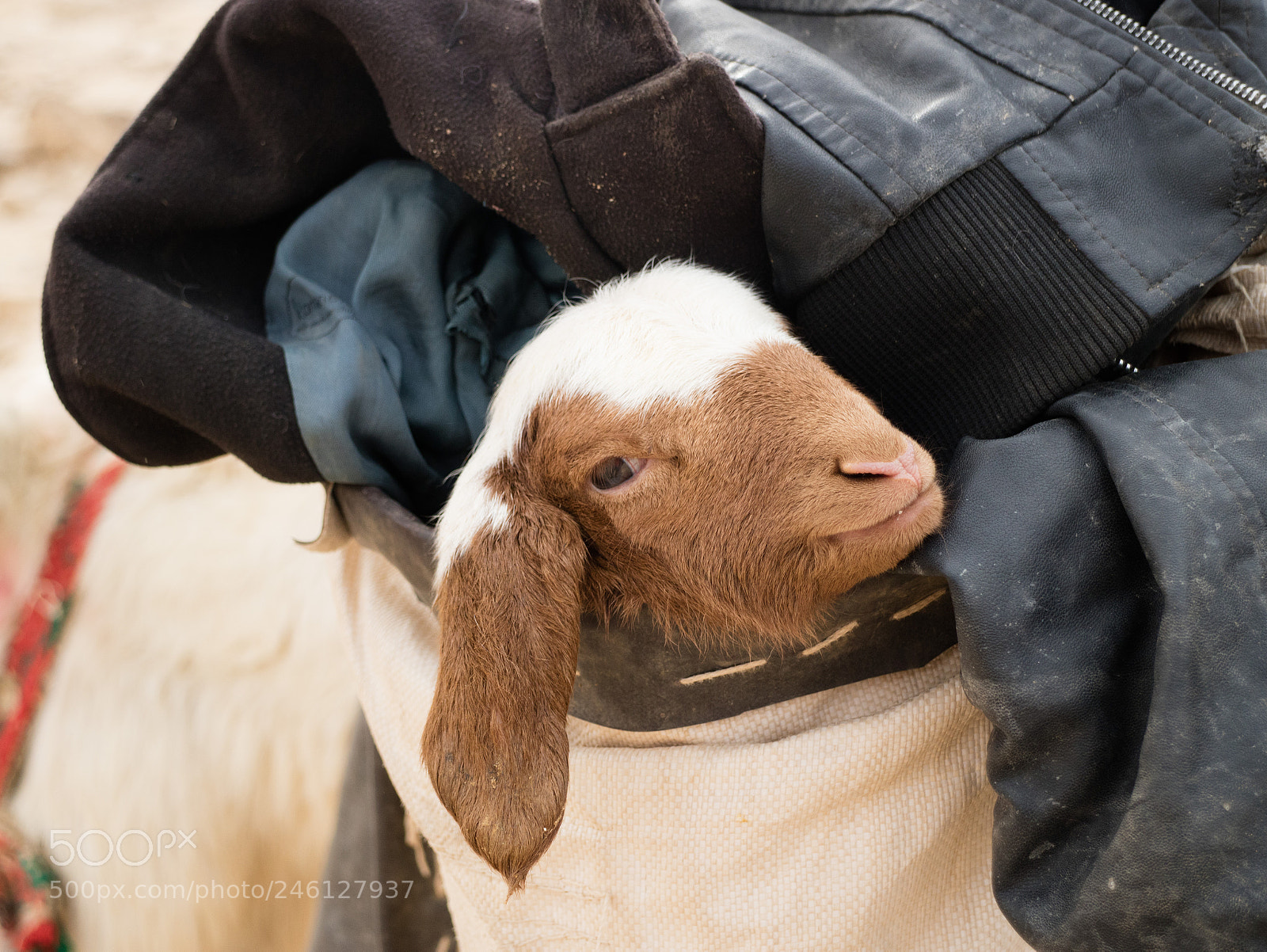 Canon EOS M3 sample photo. Lamb in a pouch photography