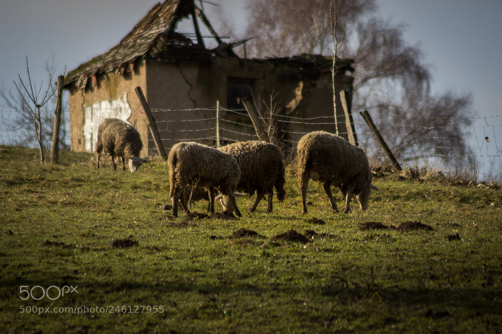Canon EOS 600D (Rebel EOS T3i / EOS Kiss X5) sample photo. Hut's sheeps photography