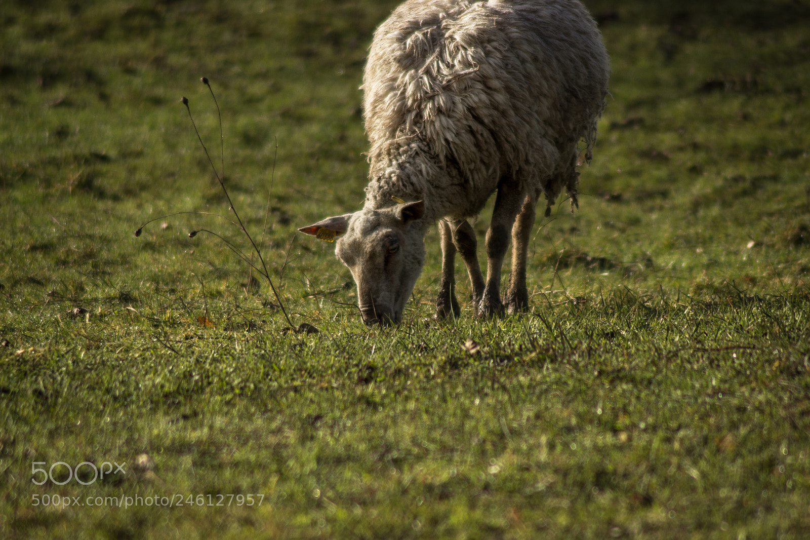Canon EOS 600D (Rebel EOS T3i / EOS Kiss X5) sample photo. A sheep eating photography