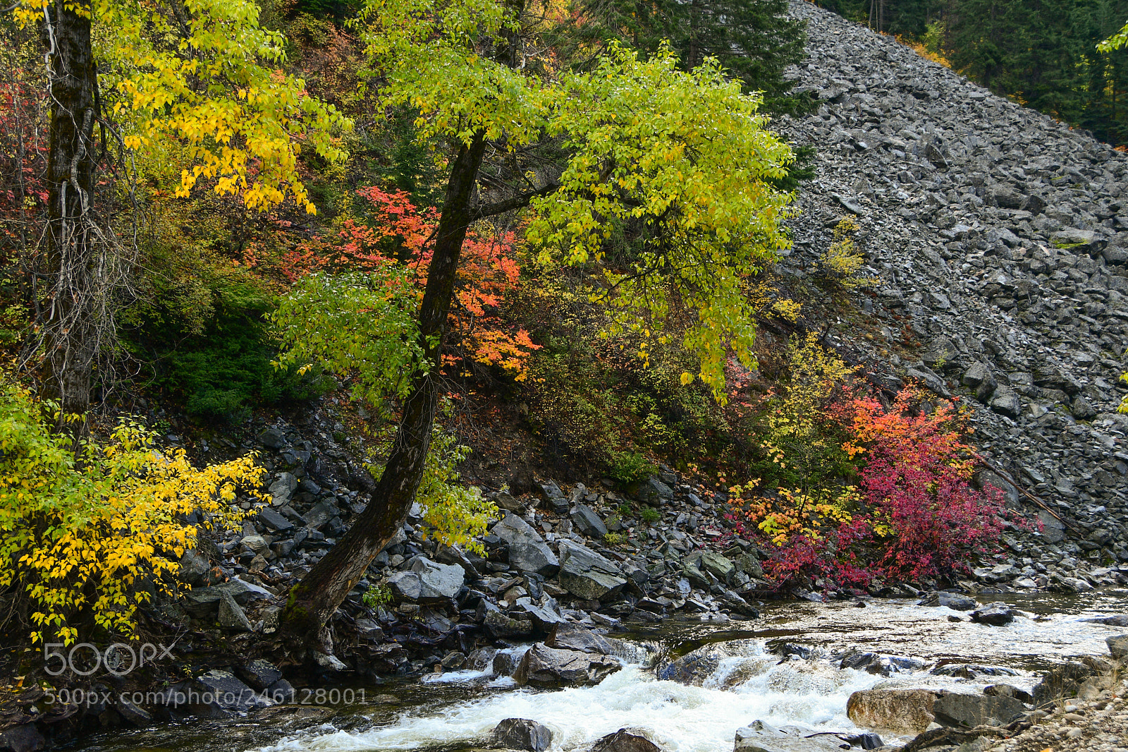 Nikon D500 sample photo. Fall colors near leavenworth photography