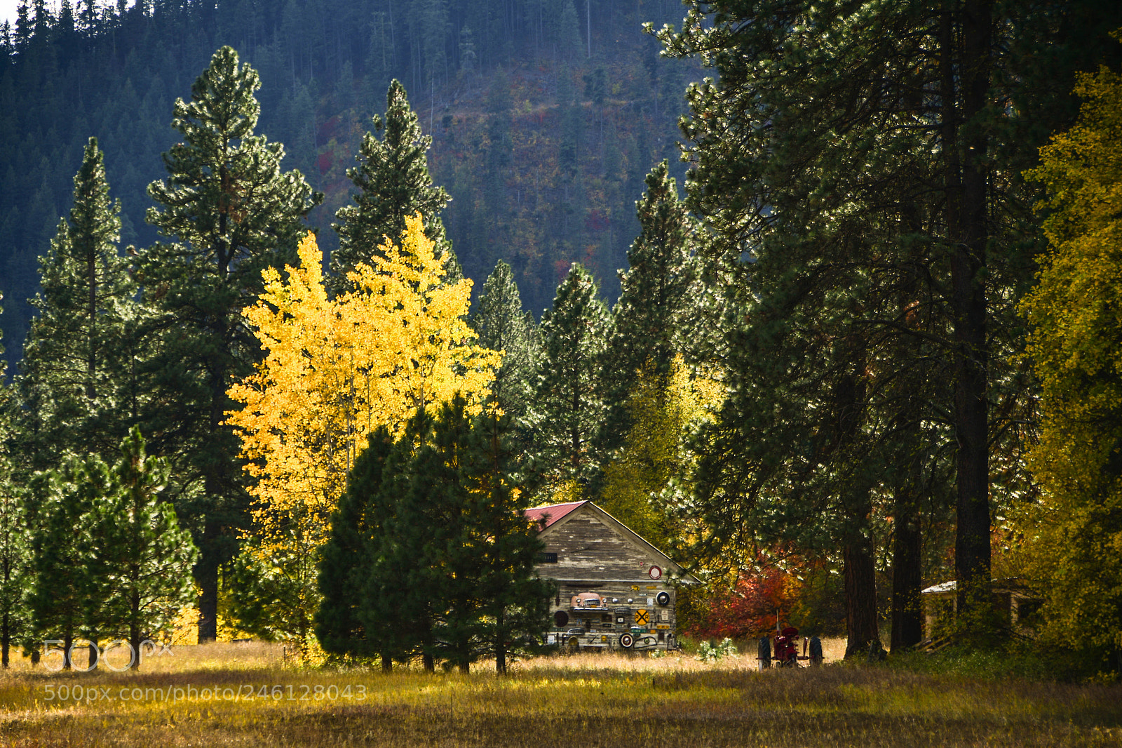Nikon D500 sample photo. Fall colors in woods photography