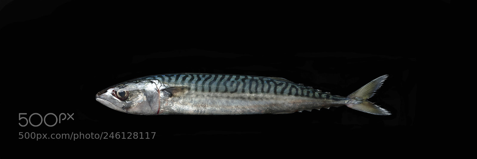 Nikon D850 sample photo. Fish photography