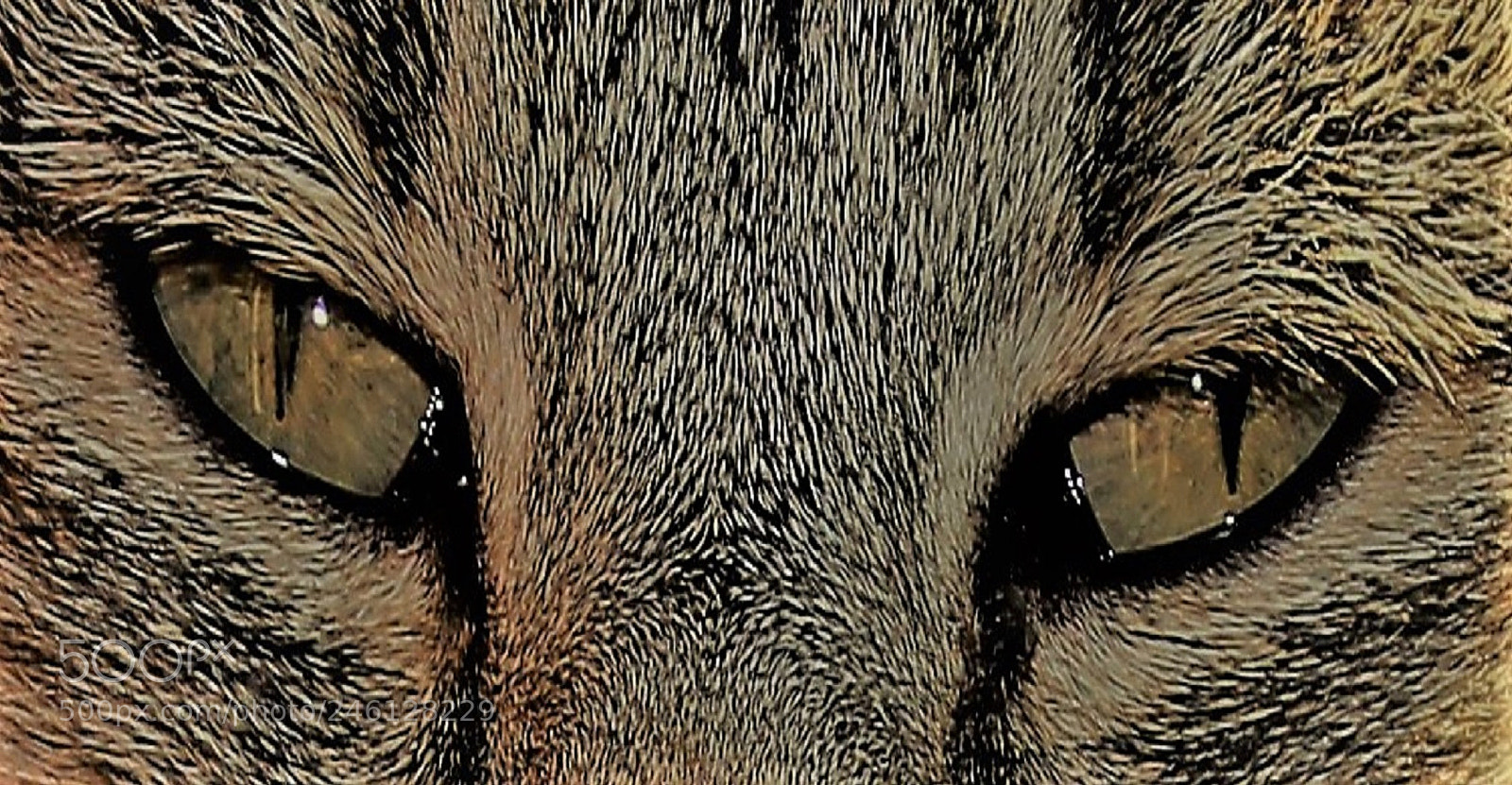 Canon EOS 700D (EOS Rebel T5i / EOS Kiss X7i) sample photo. Cats eyes photography