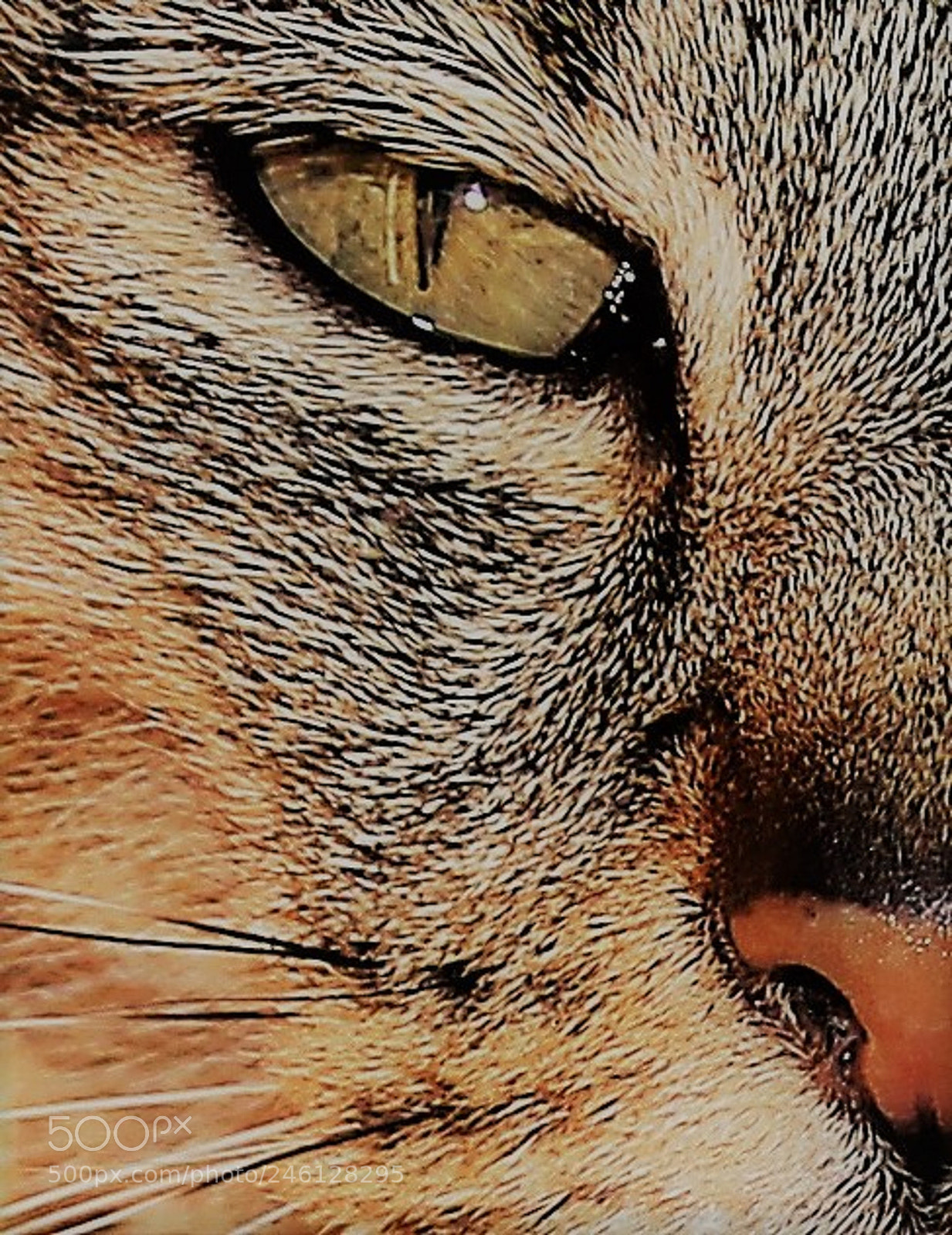 Canon EOS 700D (EOS Rebel T5i / EOS Kiss X7i) sample photo. Window to a feline photography