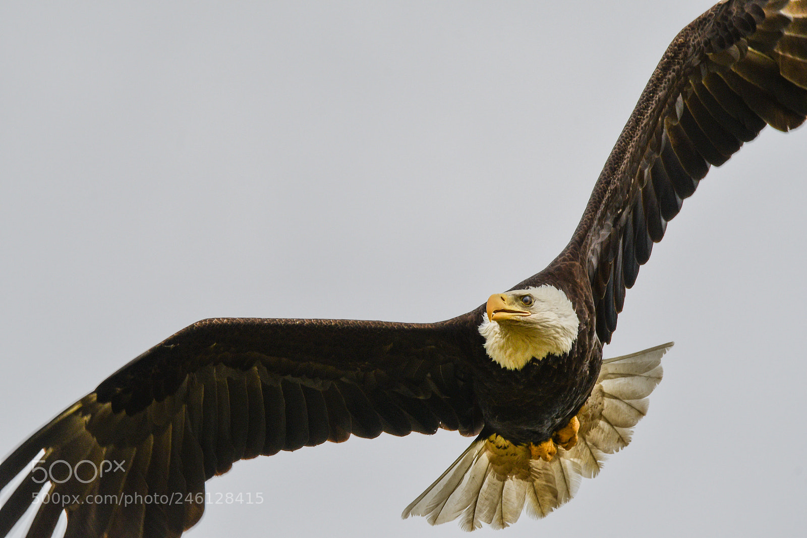 Nikon D500 sample photo. Bald eagle photography