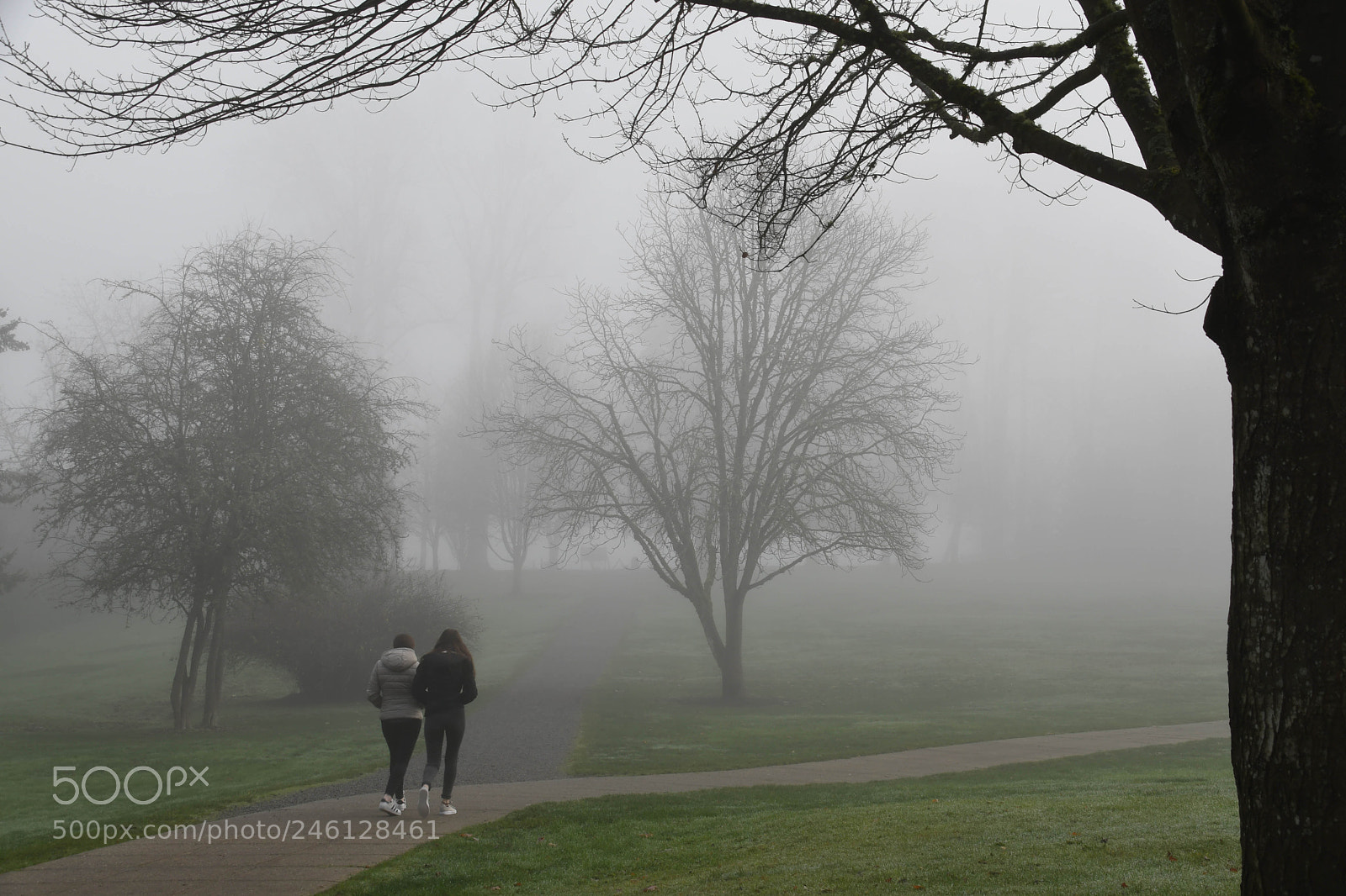 Nikon D500 sample photo. Fog, foot path and photography