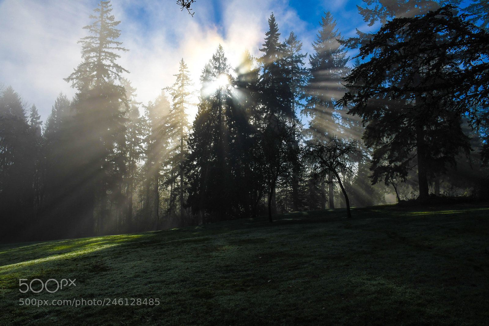 Nikon D500 sample photo. Sun rays through trees photography