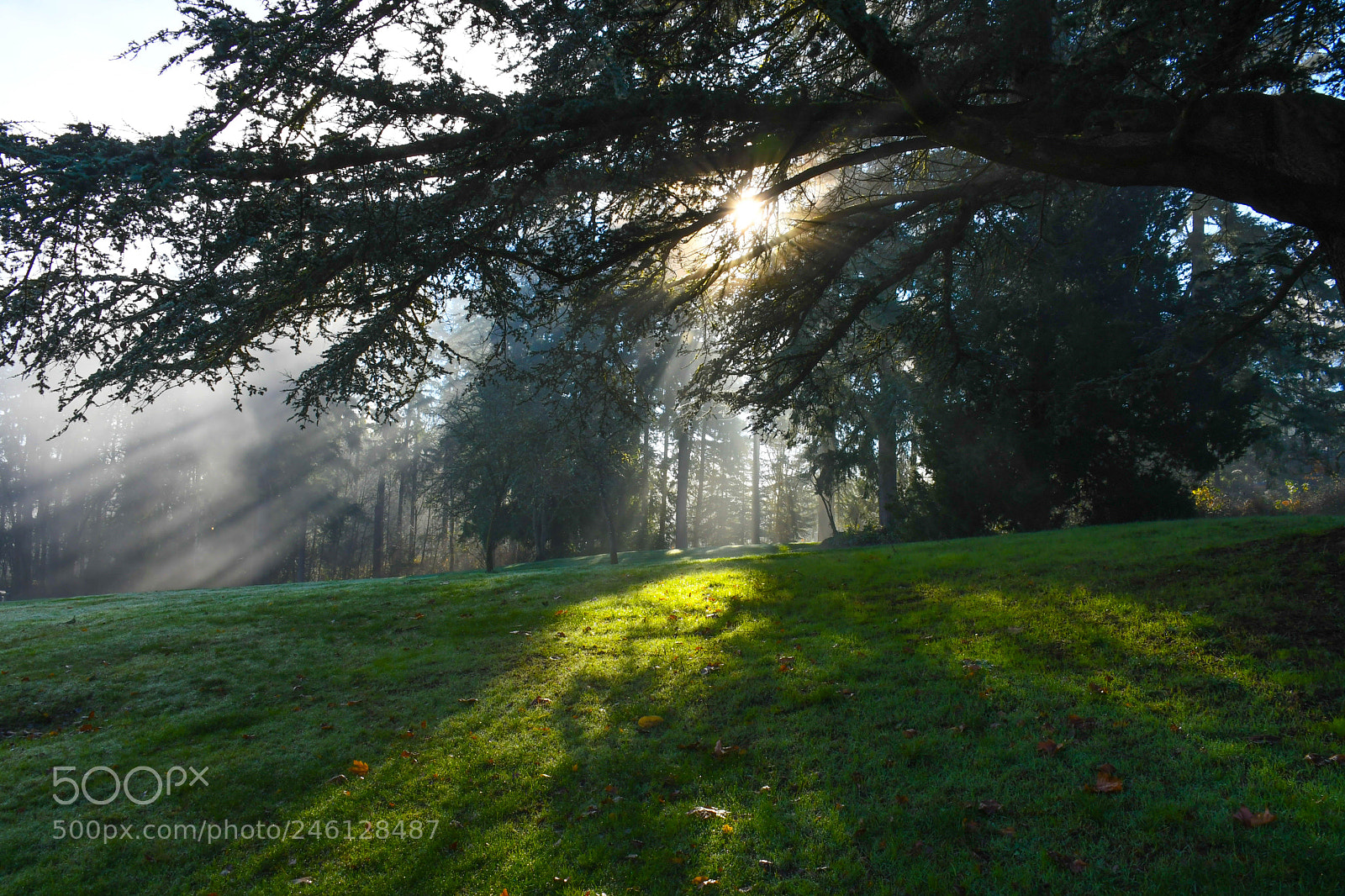 Nikon D500 sample photo. Sun rays through trees photography