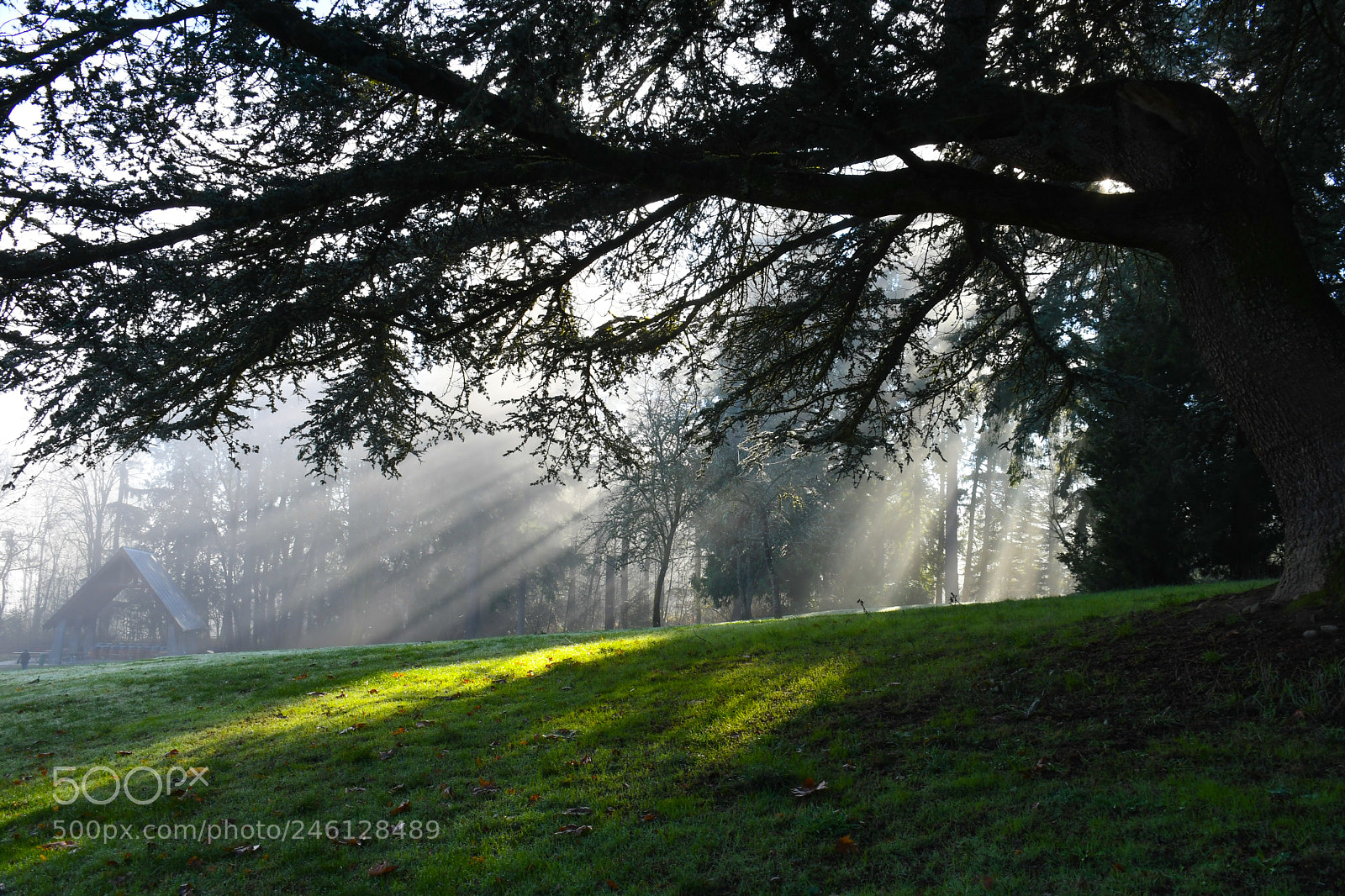 Nikon D500 sample photo. Sun rays through trees photography