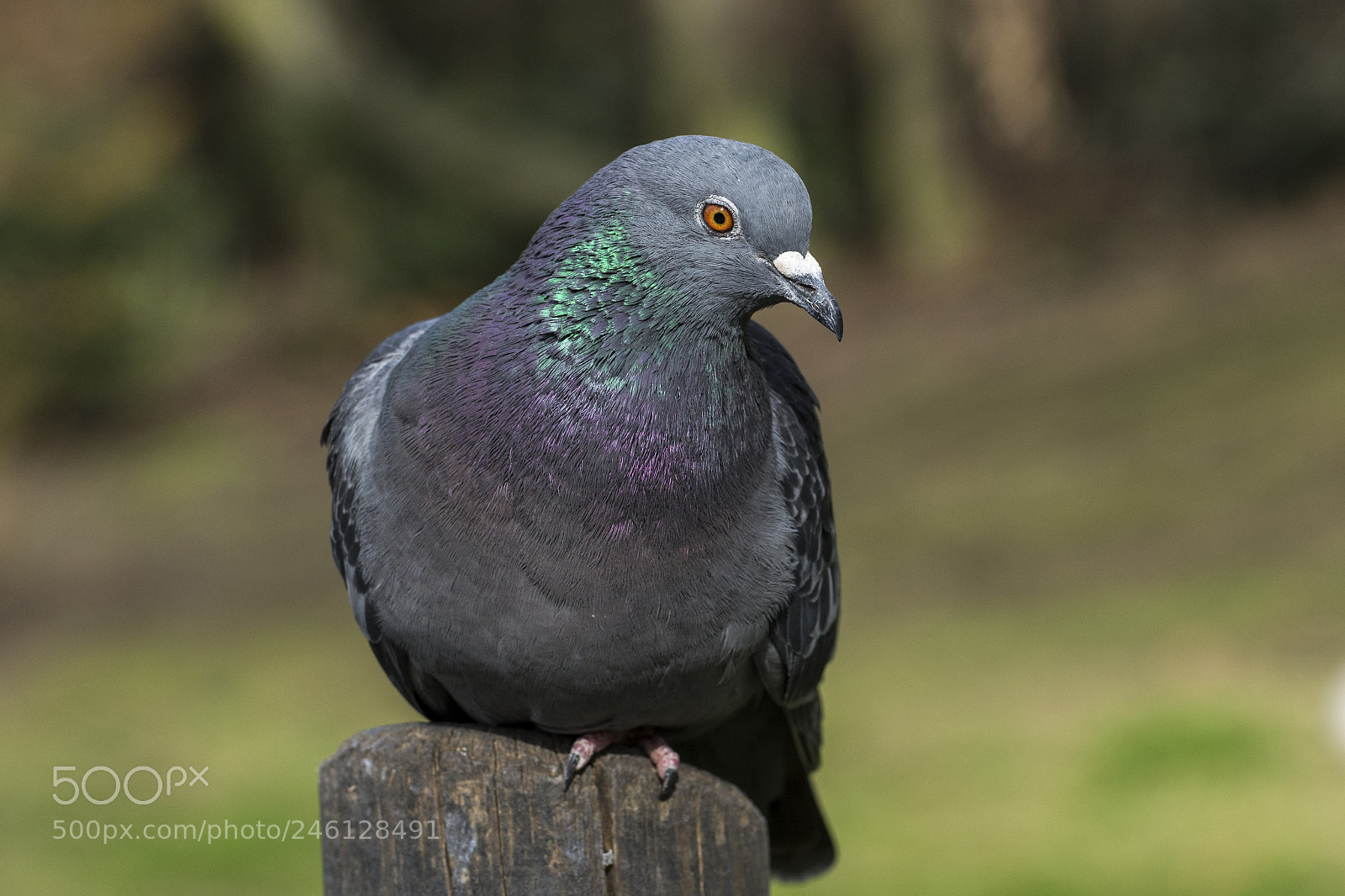 Nikon D5200 sample photo. One legged pigeon photography