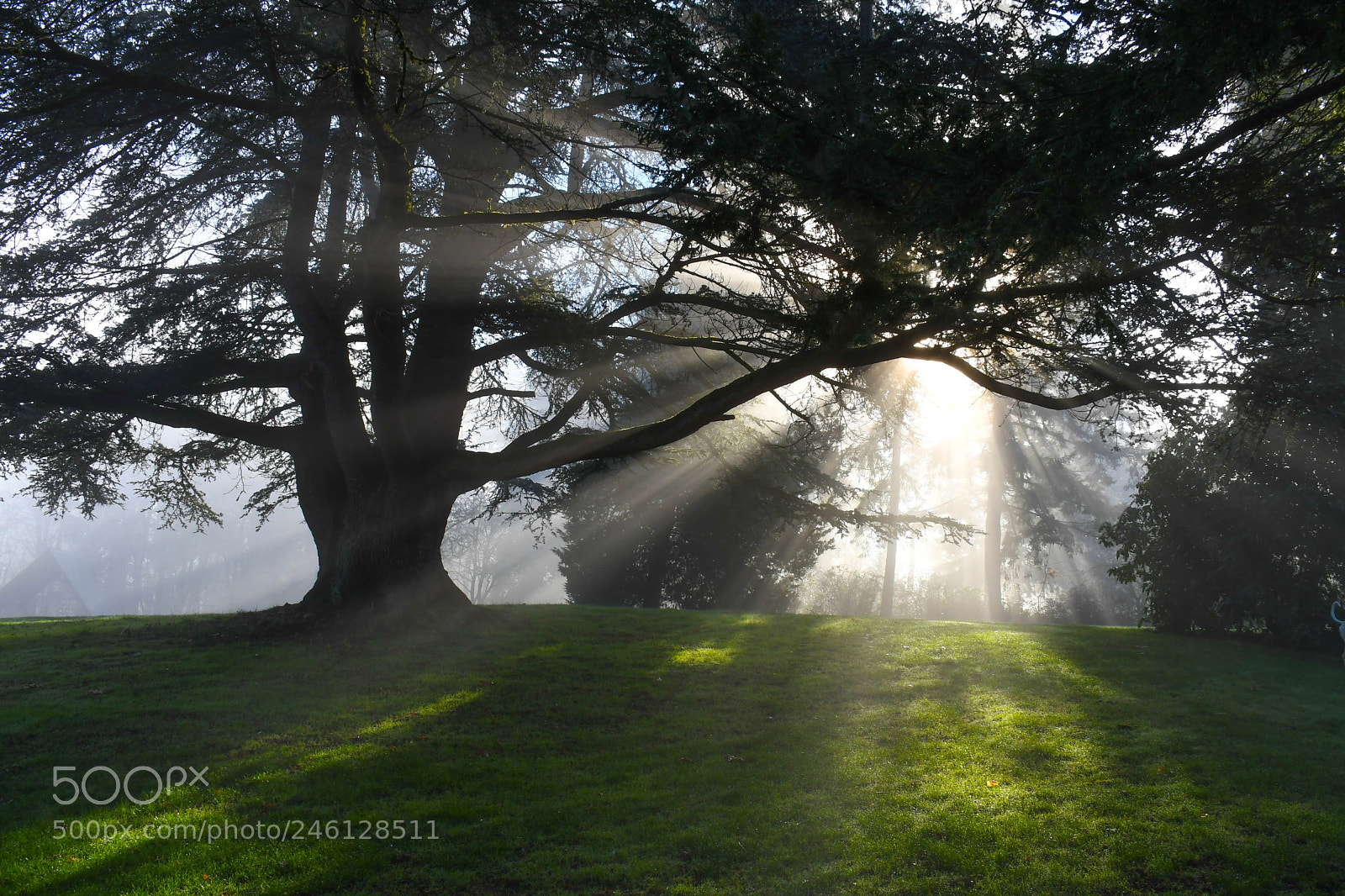 Nikon D500 sample photo. Sun rays through trees photography