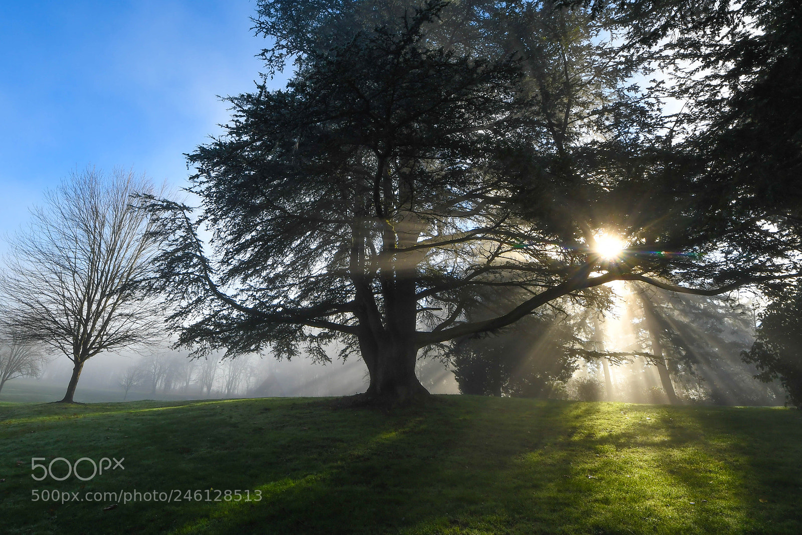 Nikon D500 sample photo. Sun rays through trees photography