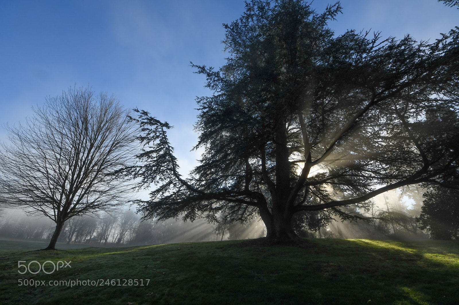 Nikon D500 sample photo. Sun rays through trees photography
