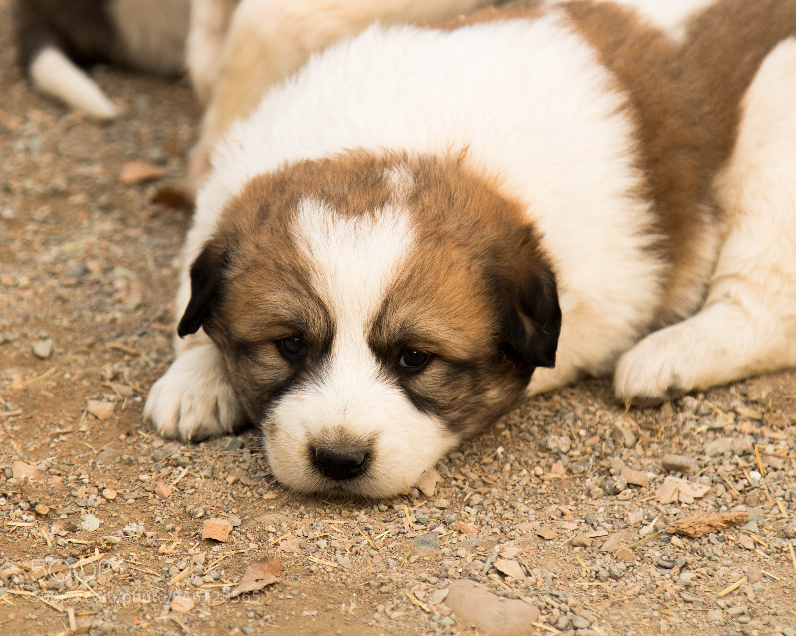 Canon EOS 760D (EOS Rebel T6s / EOS 8000D) sample photo. Puppy photography