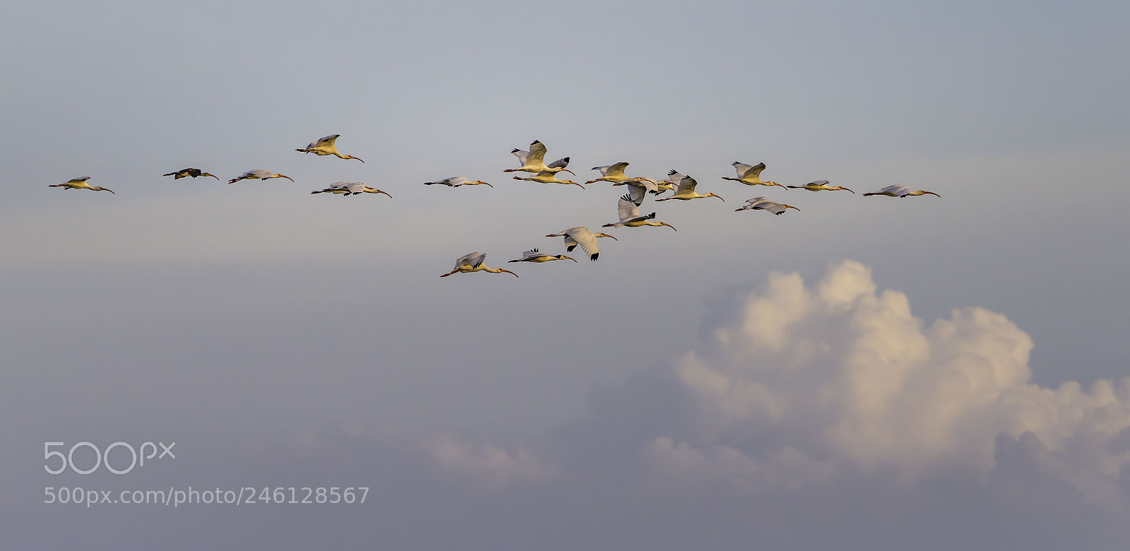 Sony a7R II sample photo. In formation photography