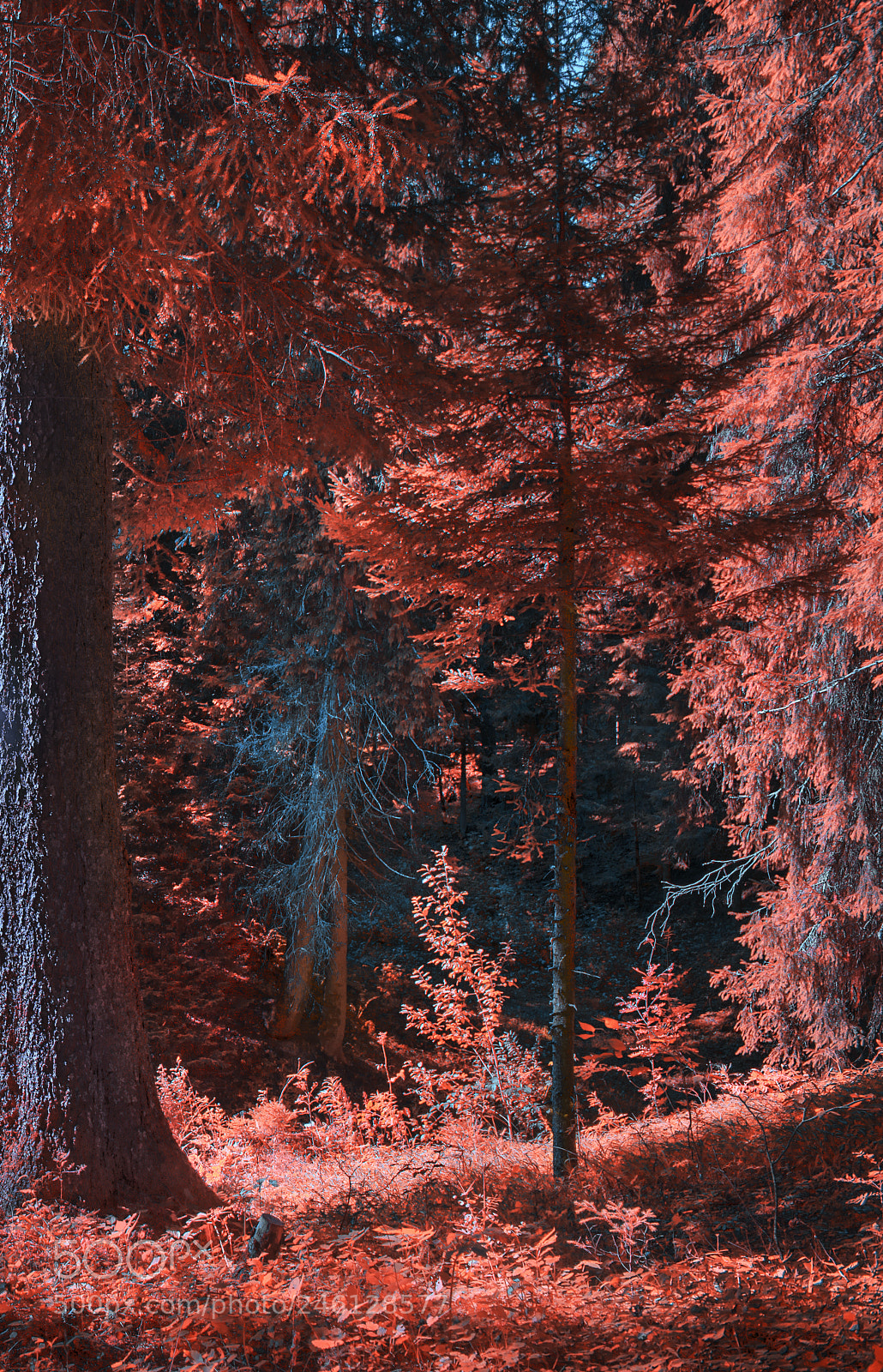 Nikon D610 sample photo. Forest photography
