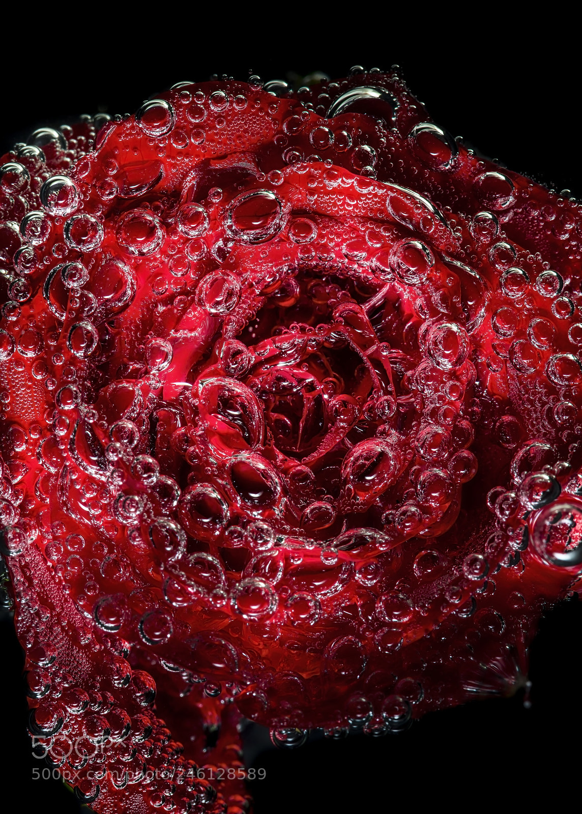 Canon EOS 5DS R sample photo. My valentine rose. photography