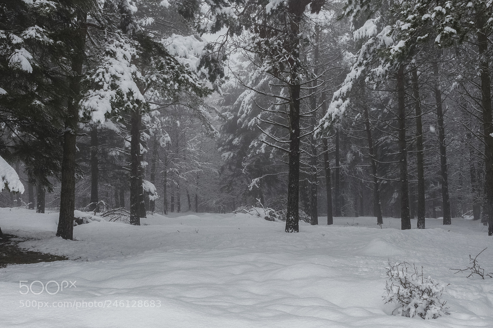 Sony a7 II sample photo. Bosque nevado photography