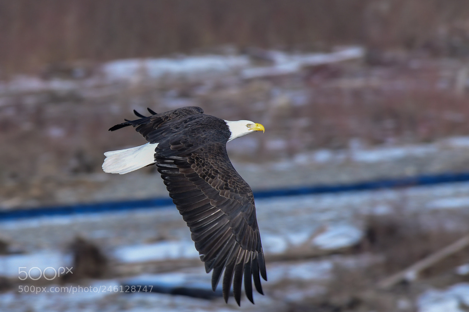 Nikon D500 sample photo. Eagle on nooksack river photography