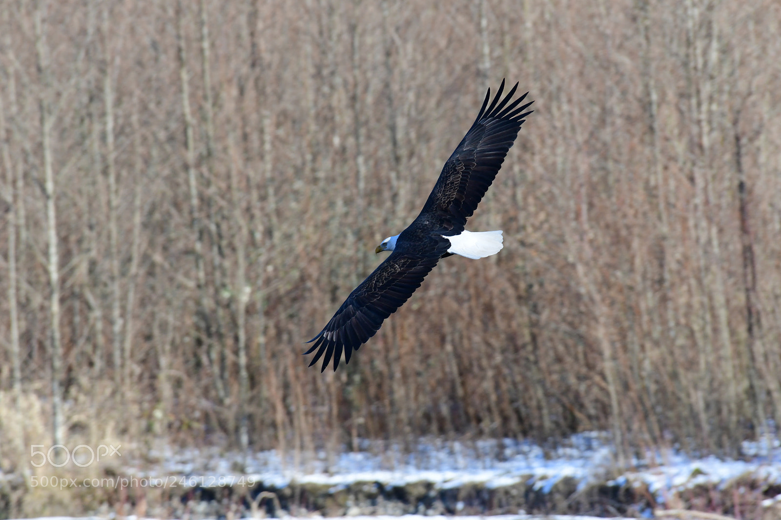 Nikon D500 sample photo. Eagle on nooksack river photography