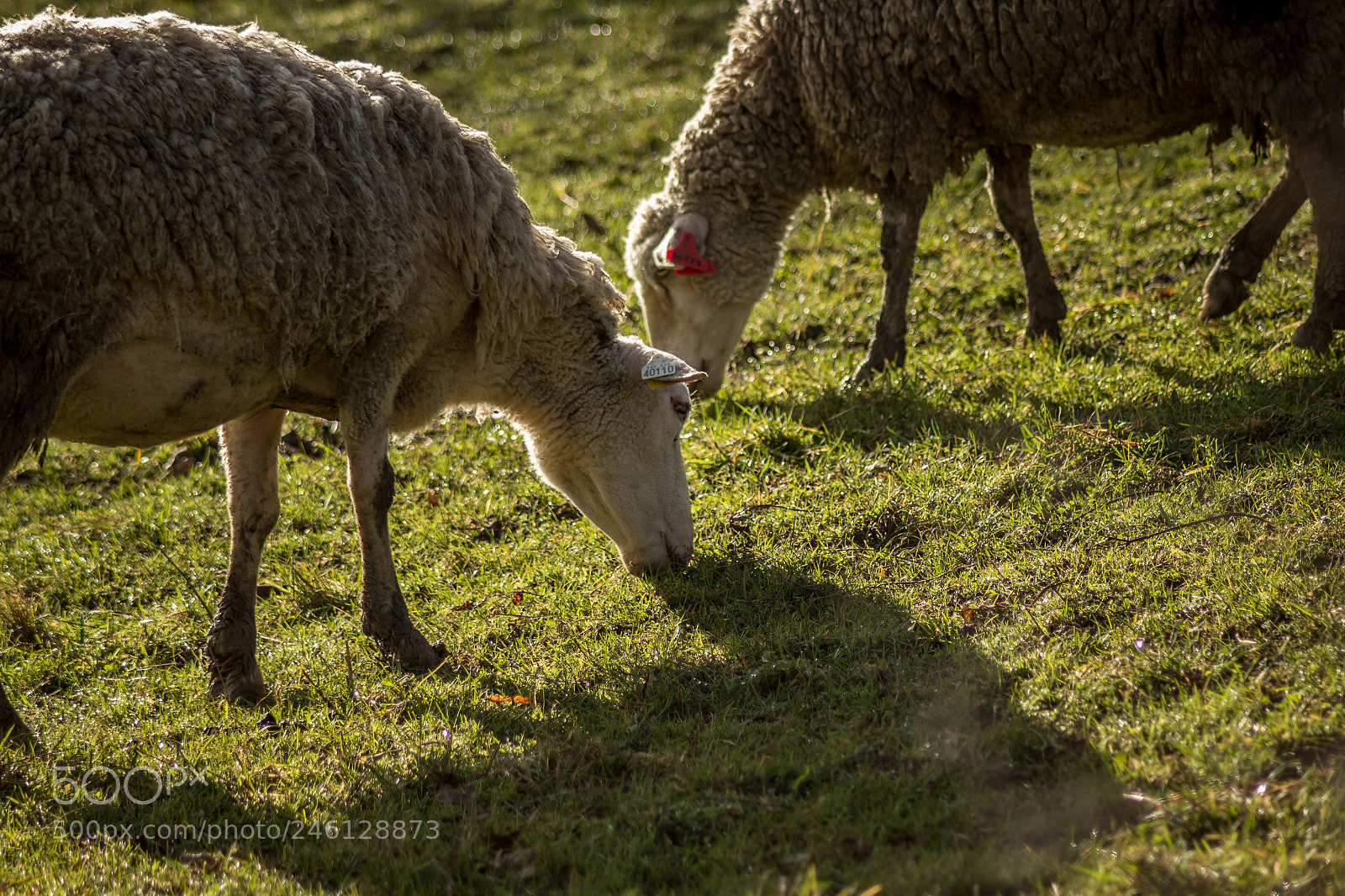 Canon EOS 600D (Rebel EOS T3i / EOS Kiss X5) sample photo. Two sheeps eating photography