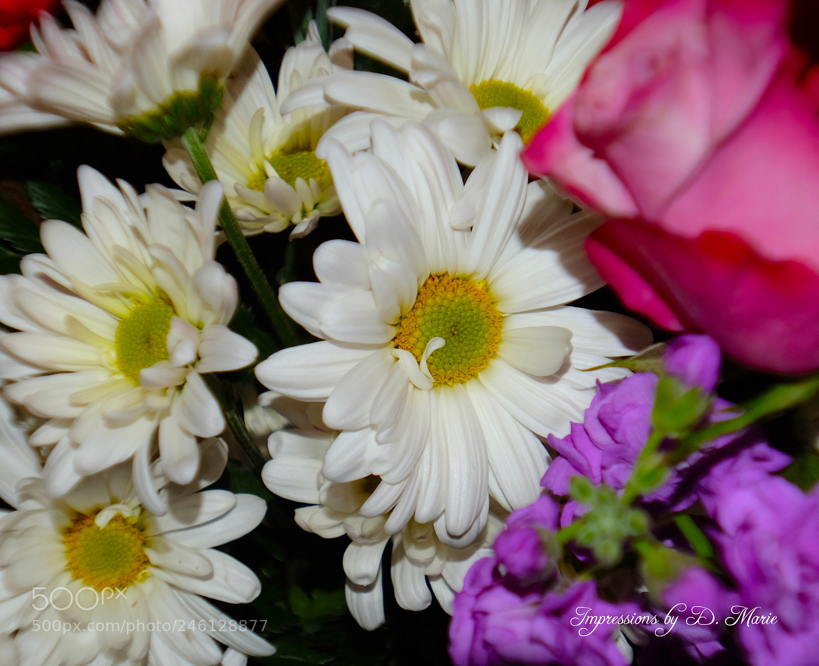 Fujifilm X-T10 sample photo. Daisy photography