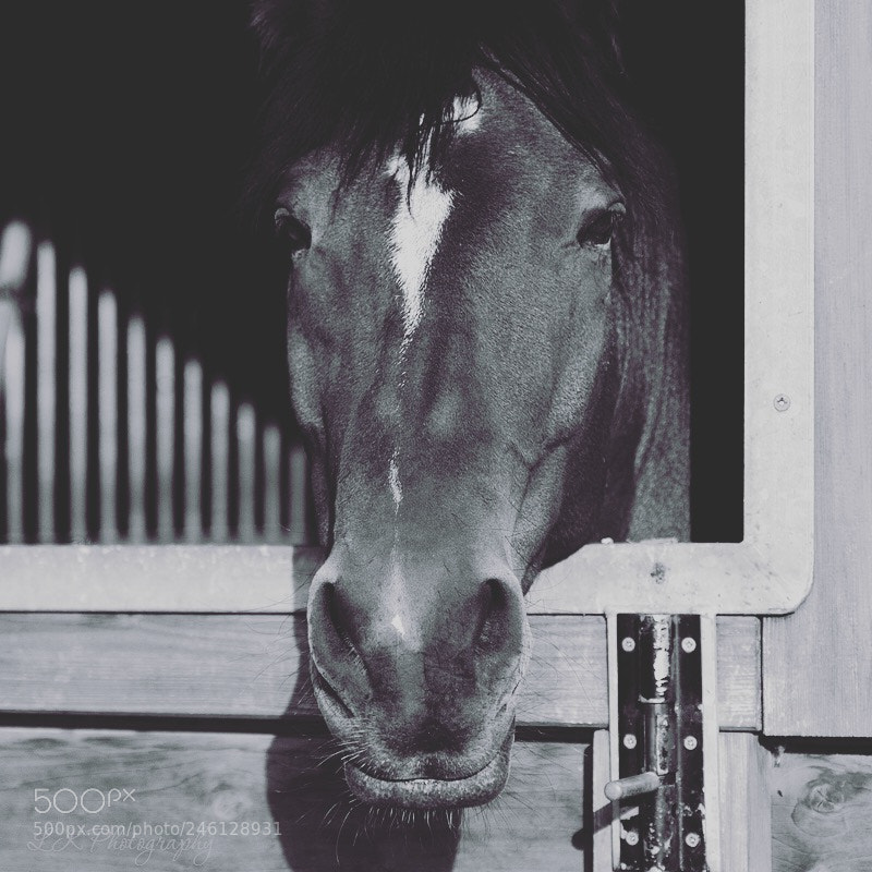 Nikon D90 sample photo. Untitled photography