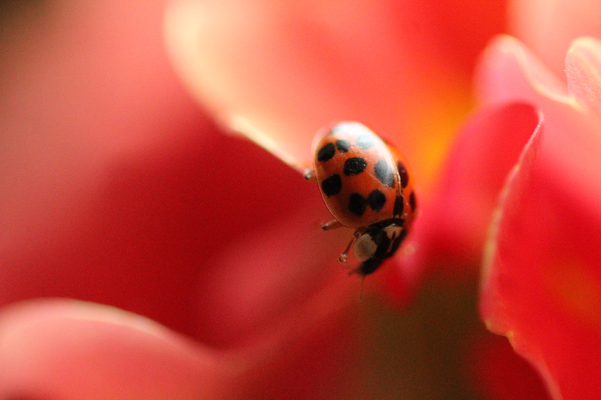 Canon EOS 1200D (EOS Rebel T5 / EOS Kiss X70 / EOS Hi) + Canon EF 100mm F2.8 Macro USM sample photo. Cuteladybug🐞 photography