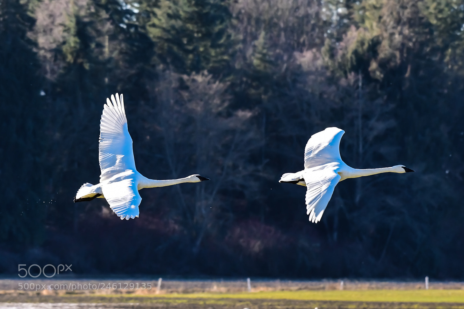 Nikon D500 sample photo. Trumpeter swan in flight photography