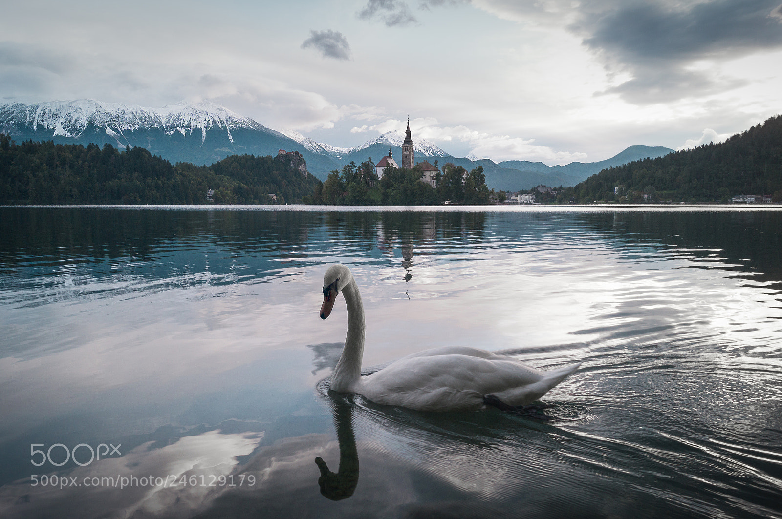 Sony SLT-A57 sample photo. Swan lake photography