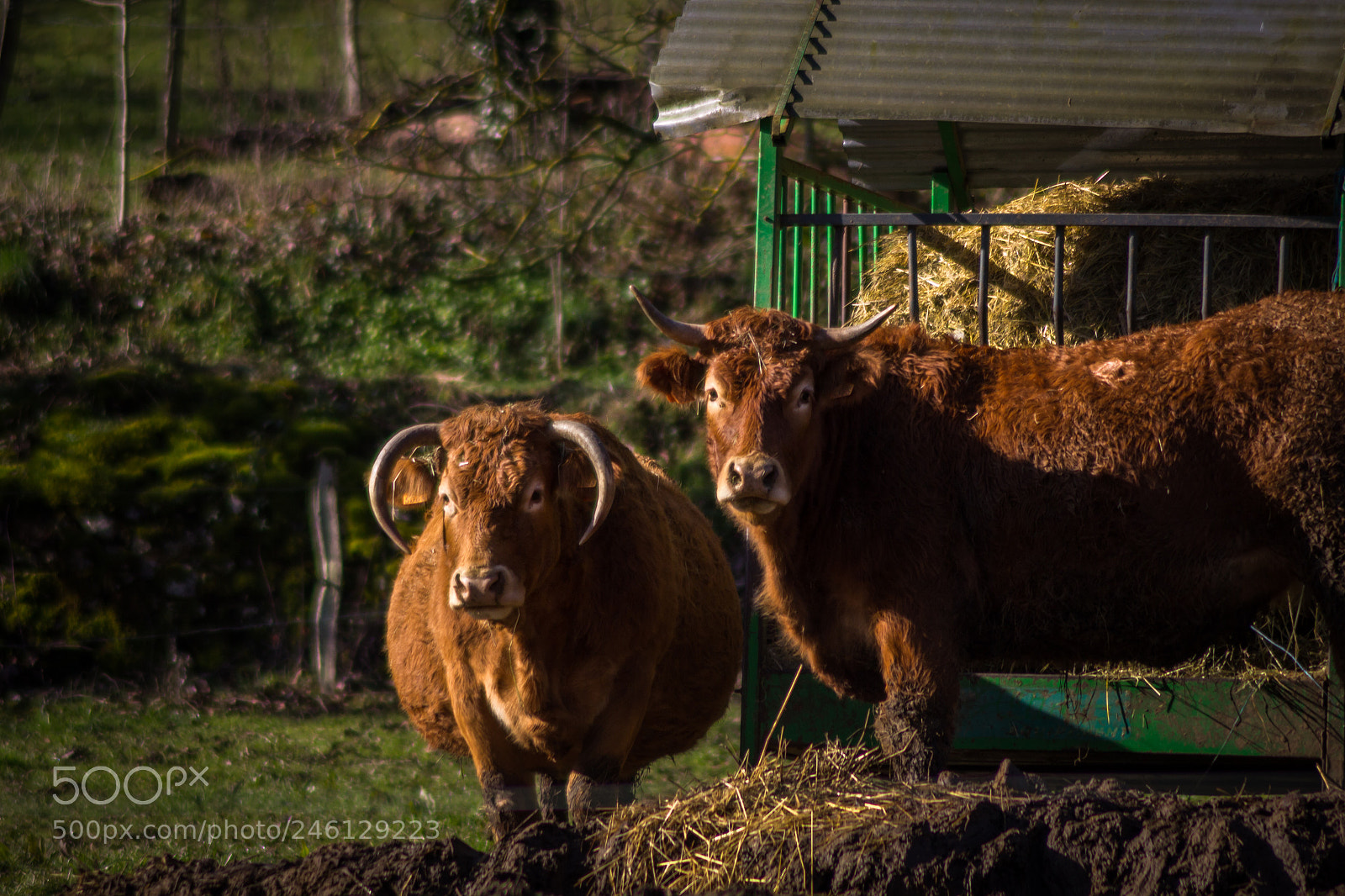 Canon EOS 600D (Rebel EOS T3i / EOS Kiss X5) sample photo. Portrait of cows photography