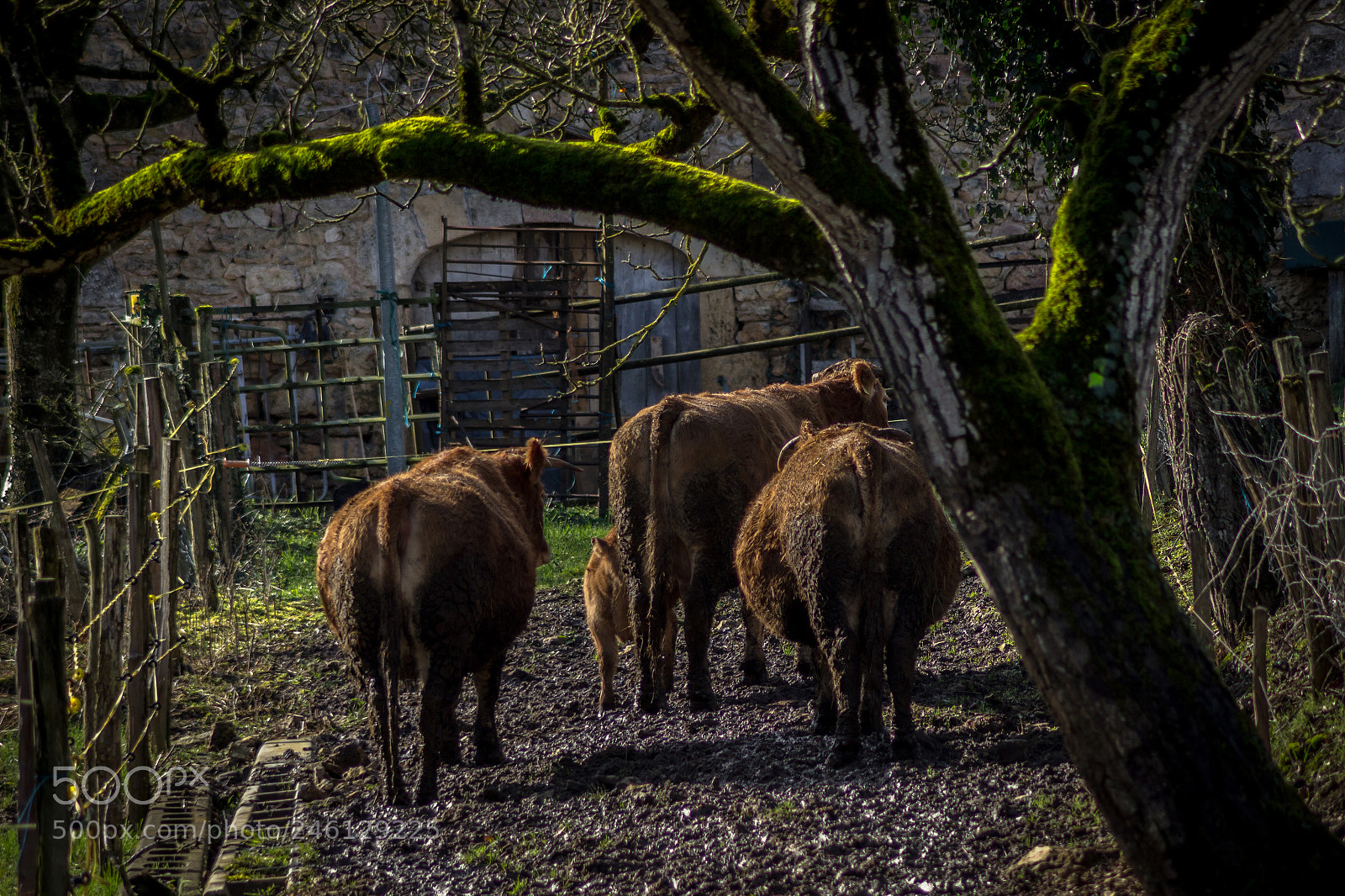 Canon EOS 600D (Rebel EOS T3i / EOS Kiss X5) sample photo. Cows in fiels photography