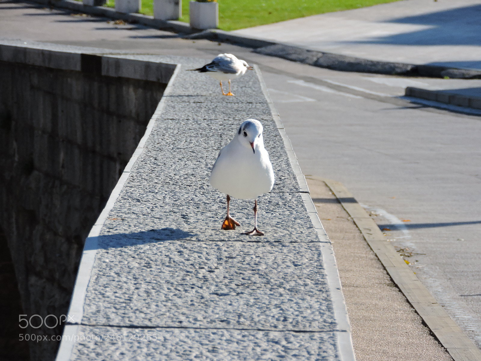 Nikon Coolpix P530 sample photo. Small river gull photography