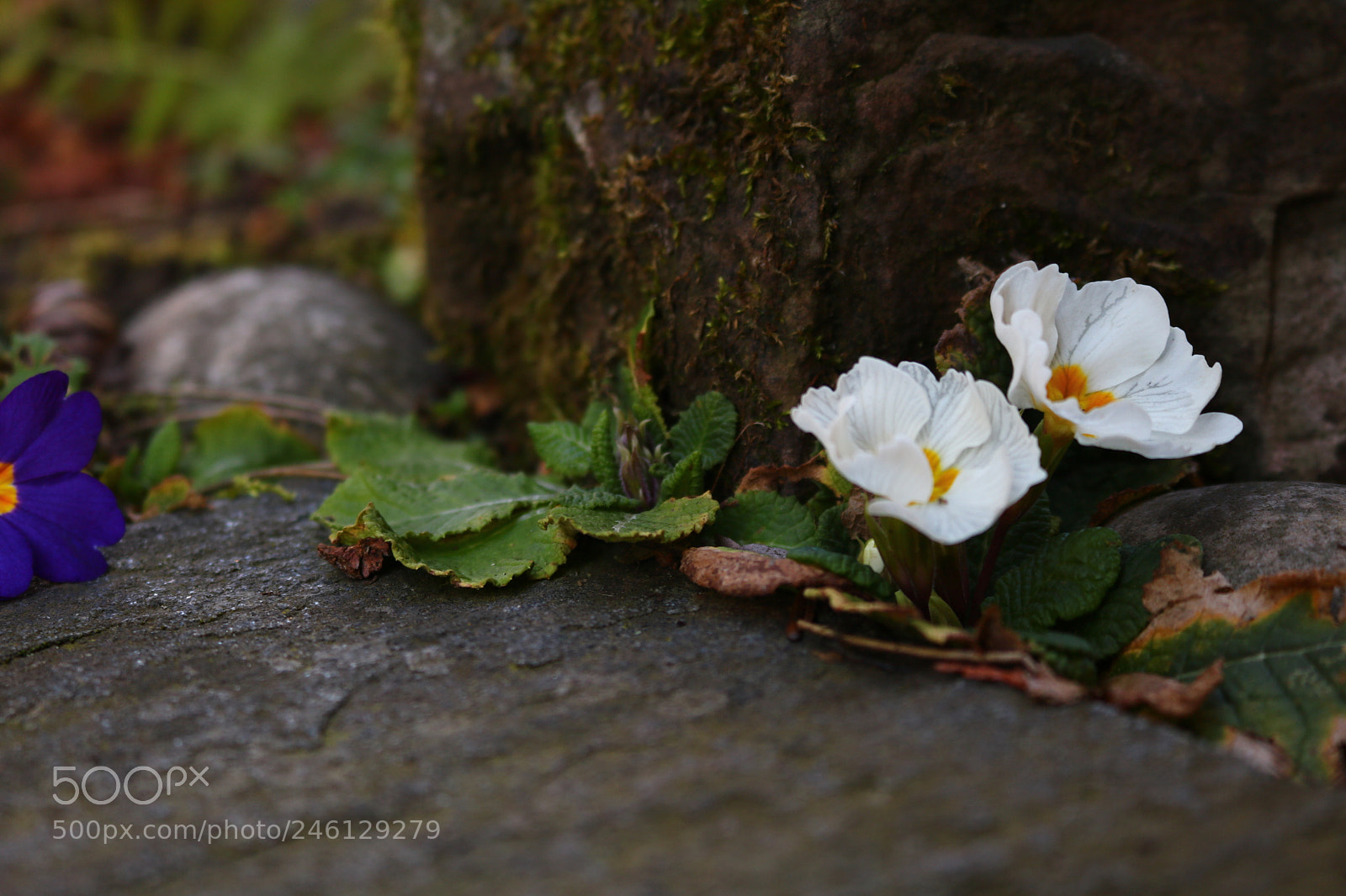 Canon EOS 750D (EOS Rebel T6i / EOS Kiss X8i) sample photo. Just an other impression photography