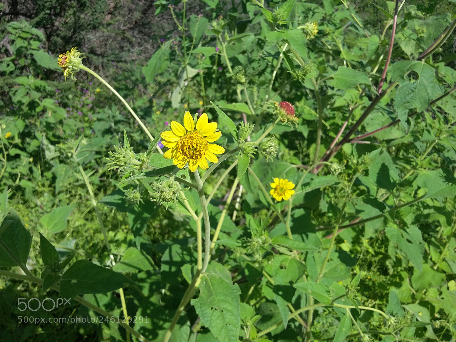 Samsung Galaxy Grand Prime sample photo. Yellow flower photography