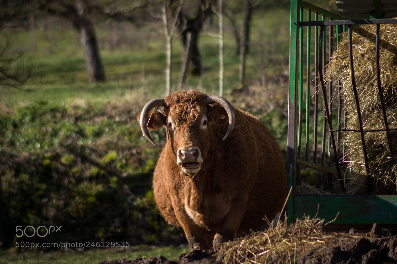 Canon EOS 600D (Rebel EOS T3i / EOS Kiss X5) sample photo. Cow eating photography