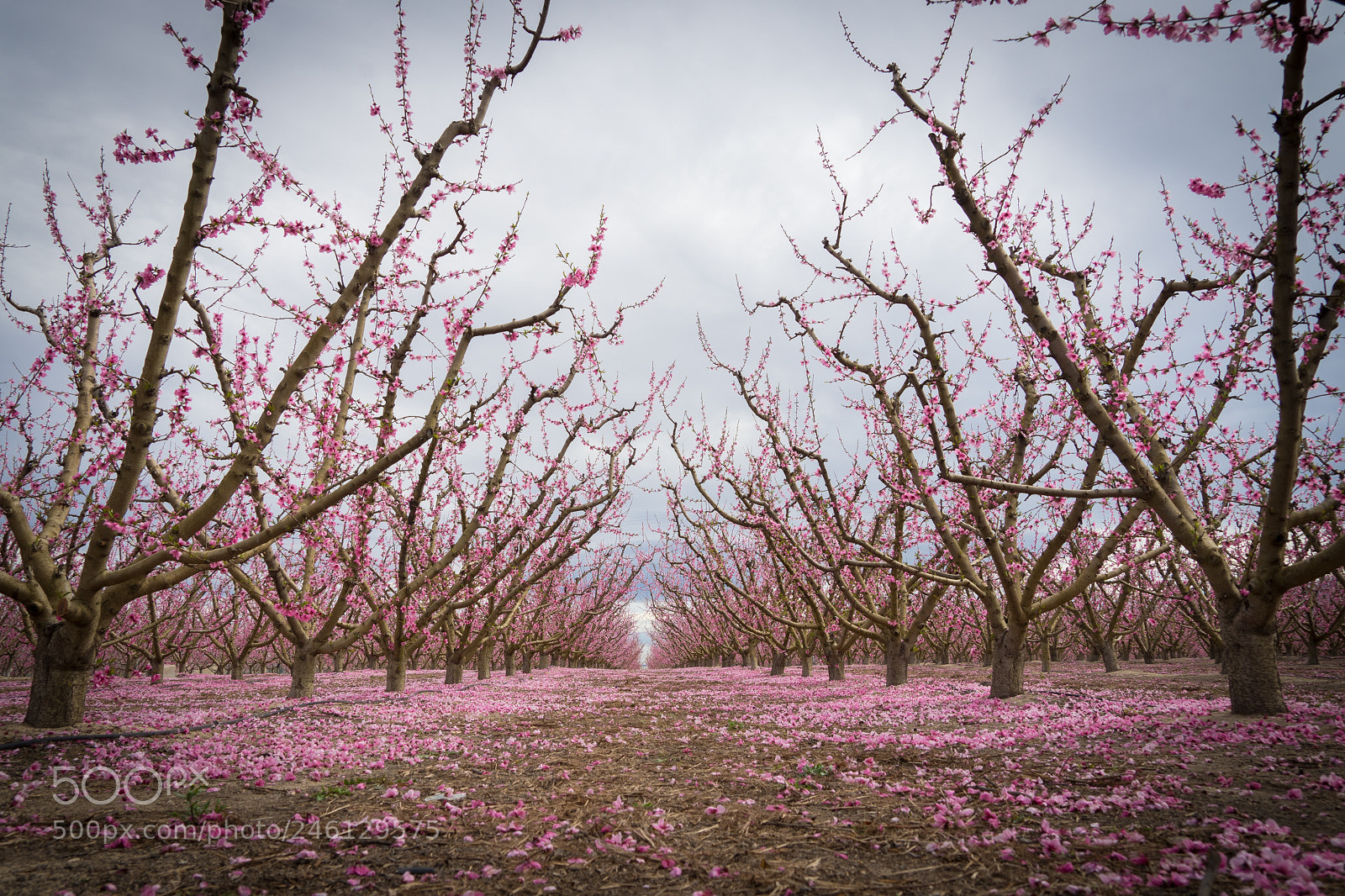 Sony a7 II sample photo. Cieza photography