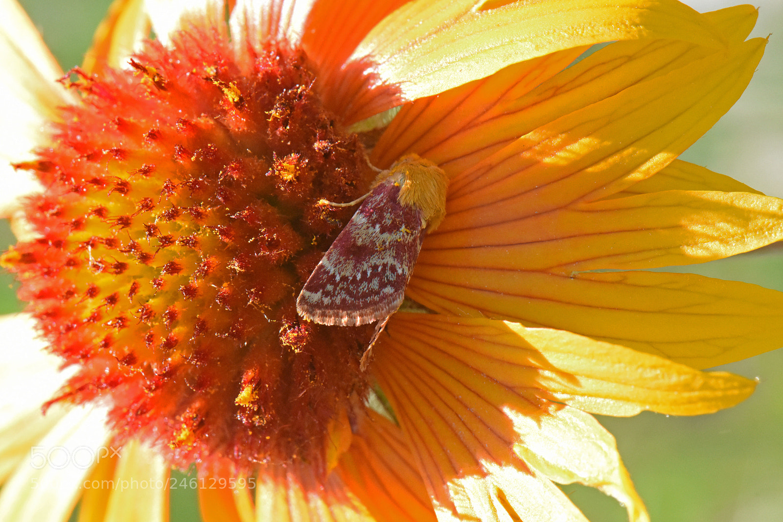 Nikon D7200 sample photo. Blanketflower and moth photography