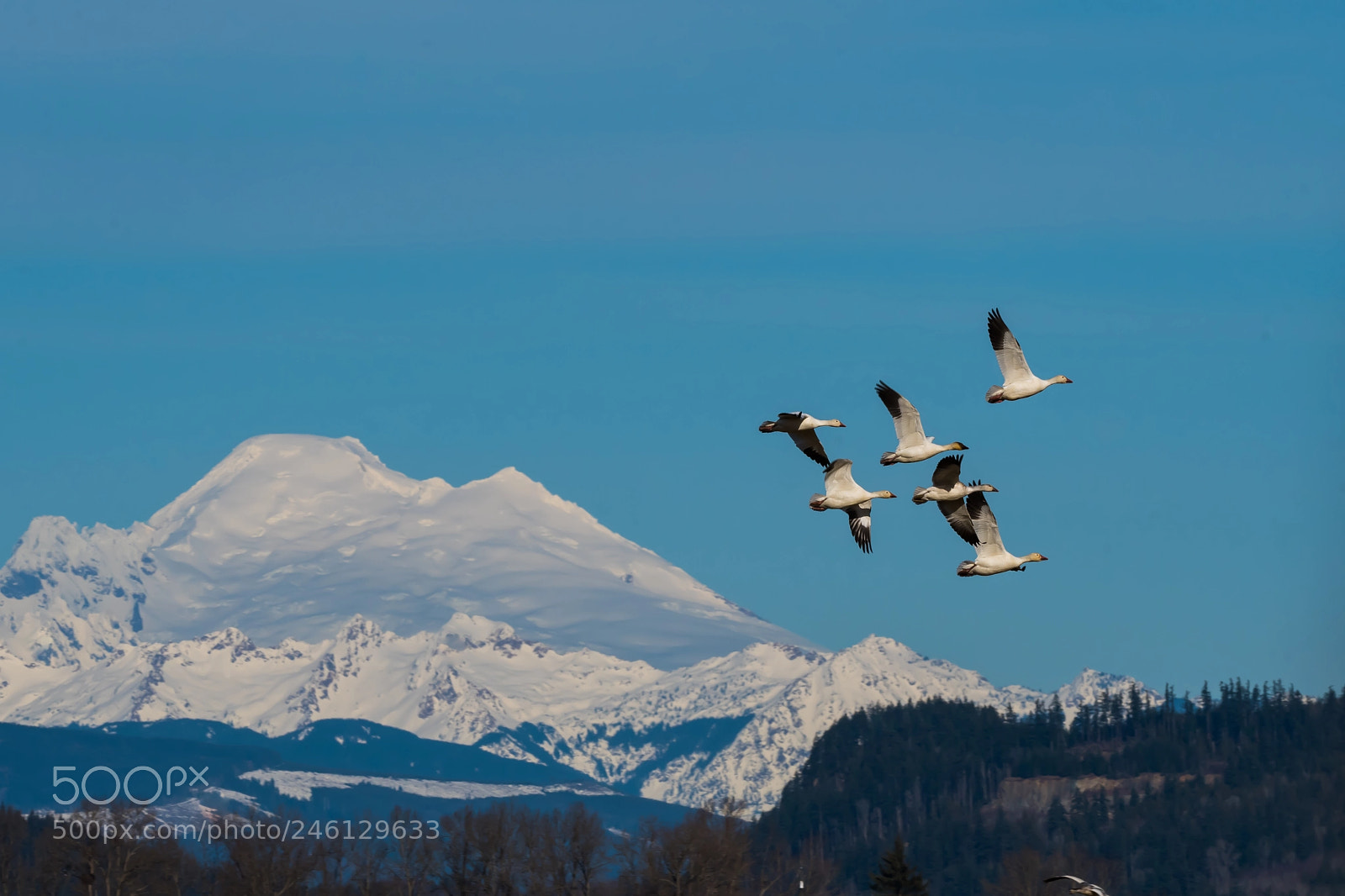Nikon D500 sample photo. Trumpeter swans in flight photography