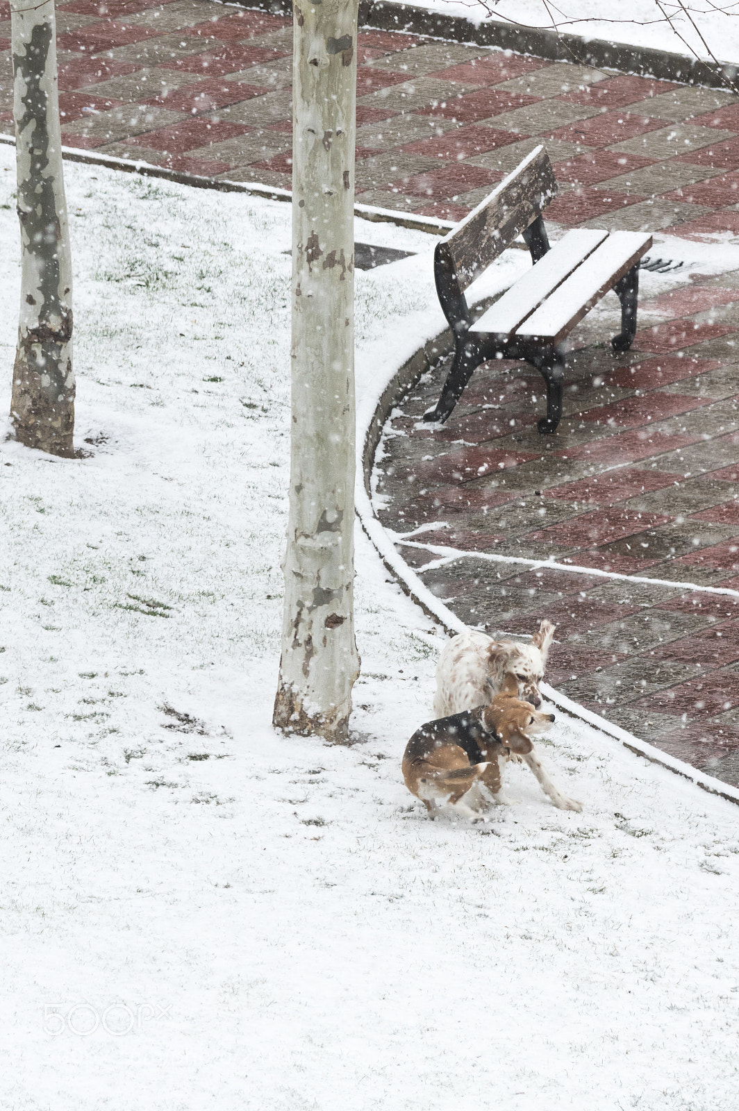 Pentax K-3 II sample photo. Playing in the snow photography