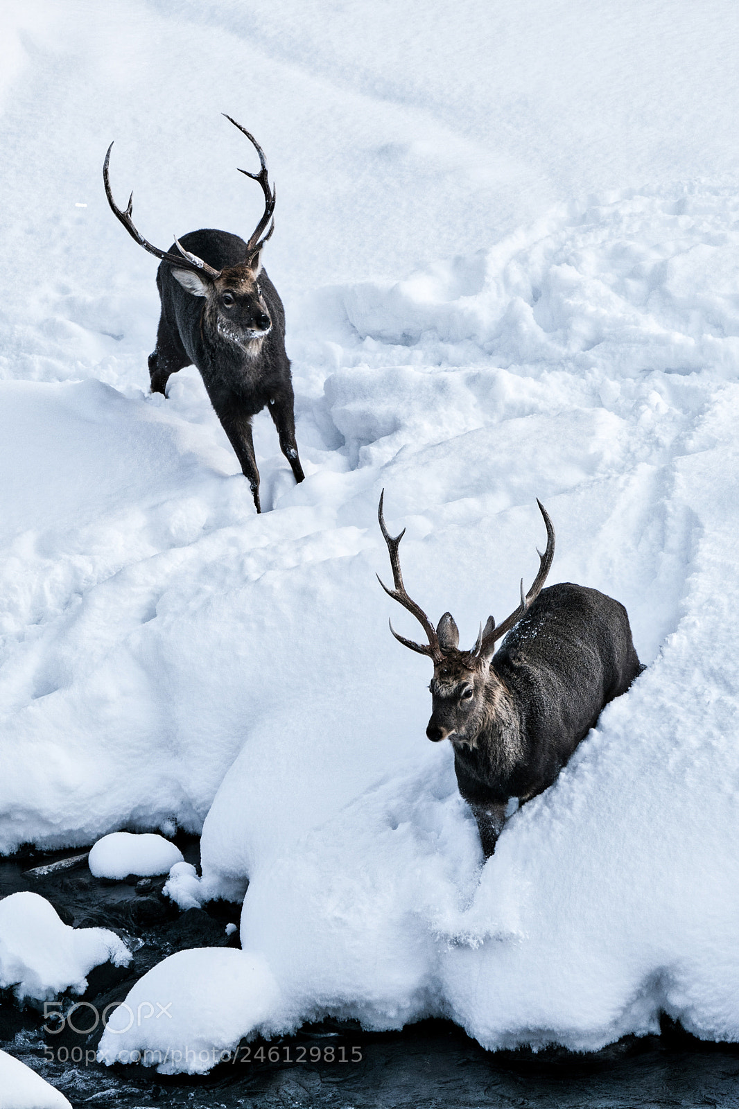 Sony a9 sample photo. Deer in hokkaido photography