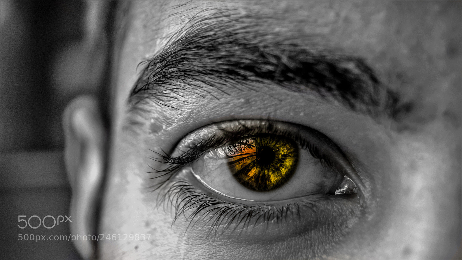Sony SLT-A68 sample photo. Green eye photography