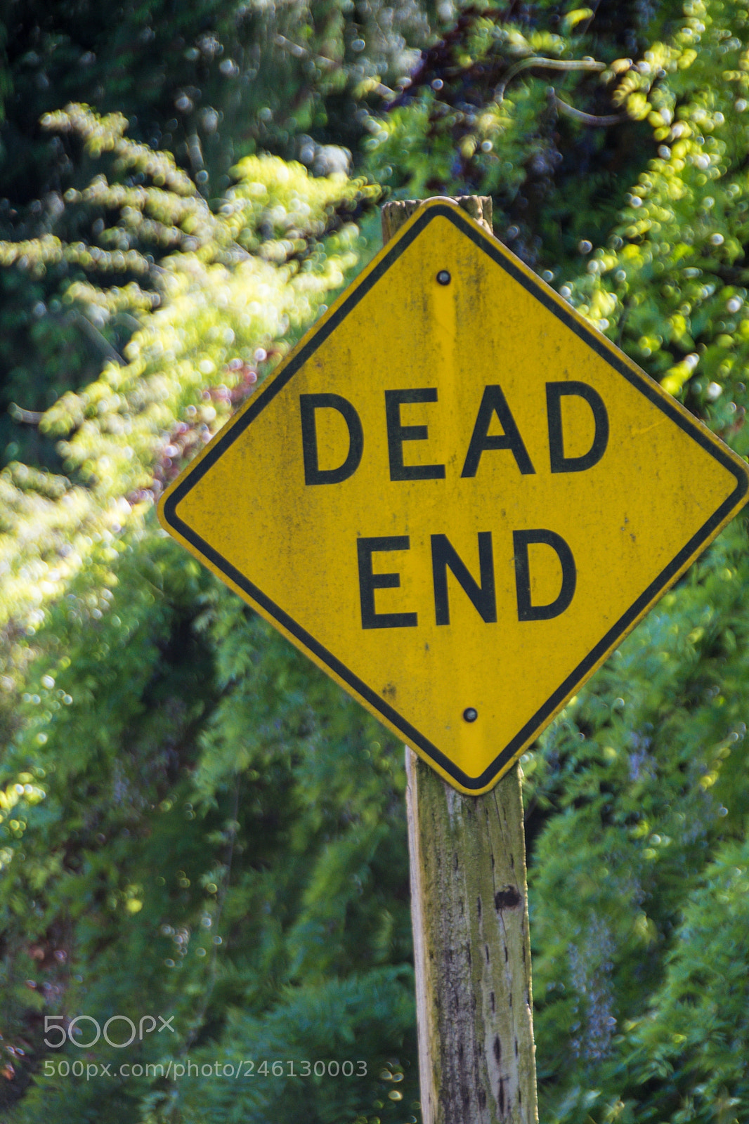 Nikon D500 sample photo. Dead end photography