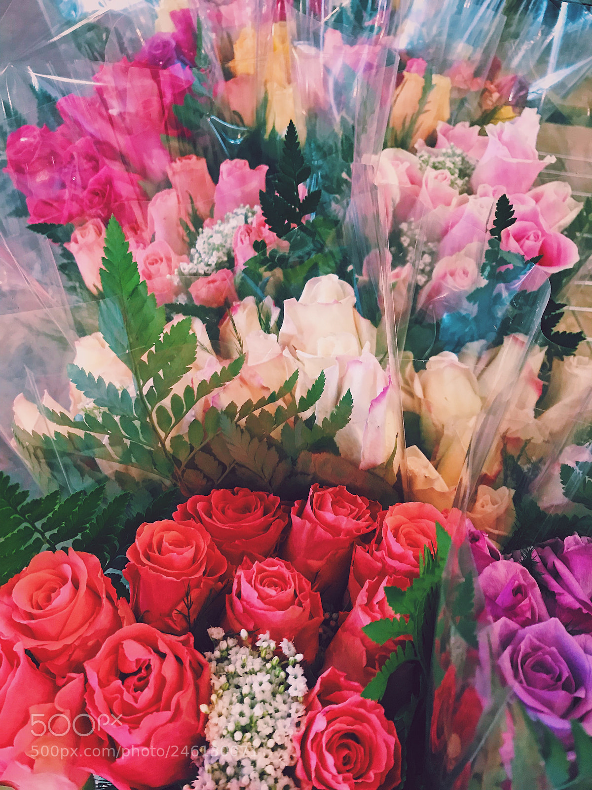 Apple iPhone 7 sample photo. Roses roses roses photography