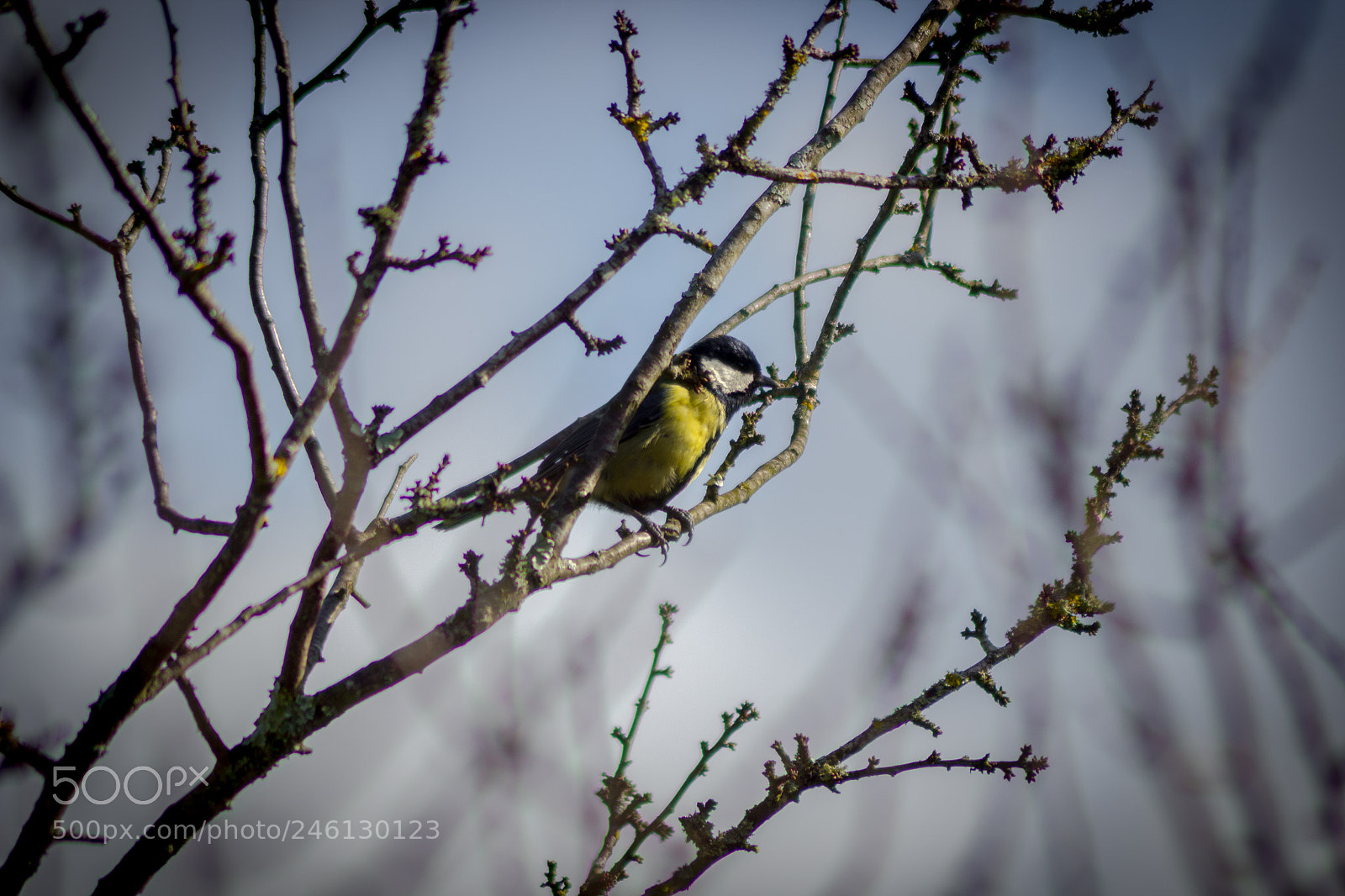 Canon EOS 600D (Rebel EOS T3i / EOS Kiss X5) sample photo. A blue tit in photography