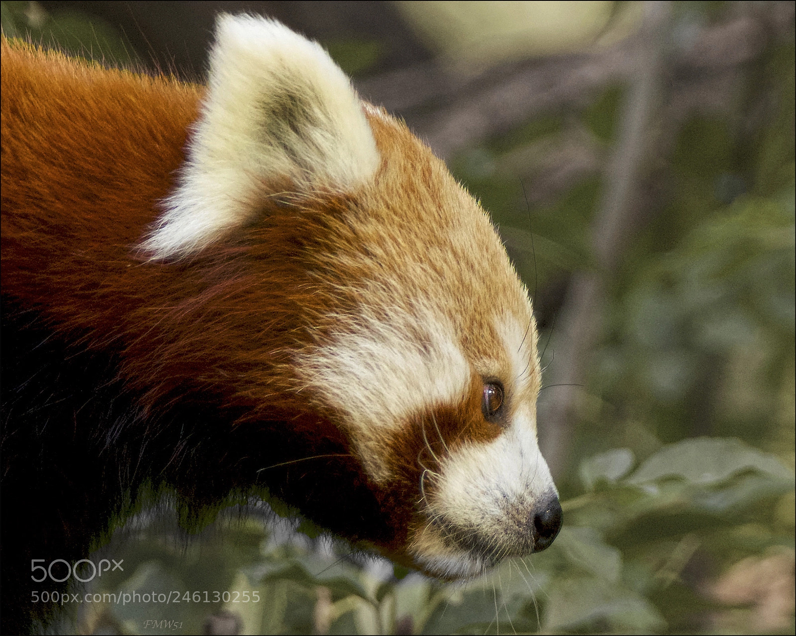 Sony SLT-A55 (SLT-A55V) sample photo. Red panda portrait photography