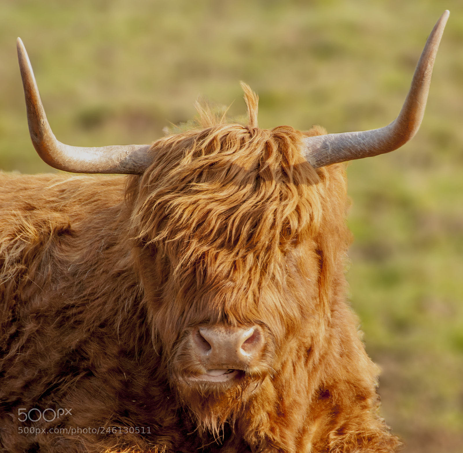 Nikon D300 sample photo. Highland cow photography